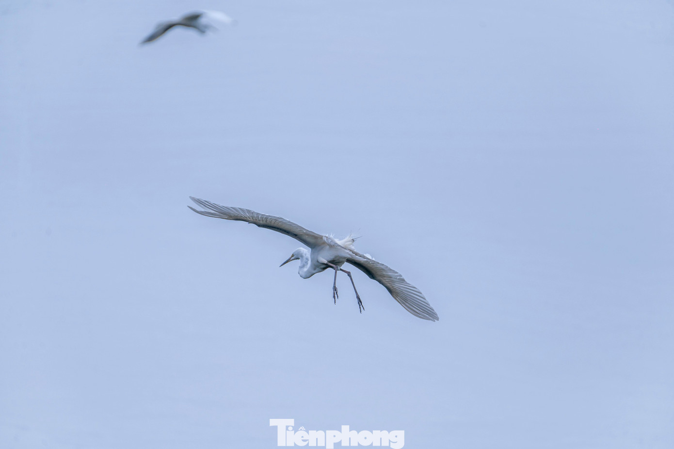 Theo một số chuyên gia , đặc tính của loài cò là xuất hiện ở nơi yên tĩnh, môi trường trong lành, có sẵn thức ăn.