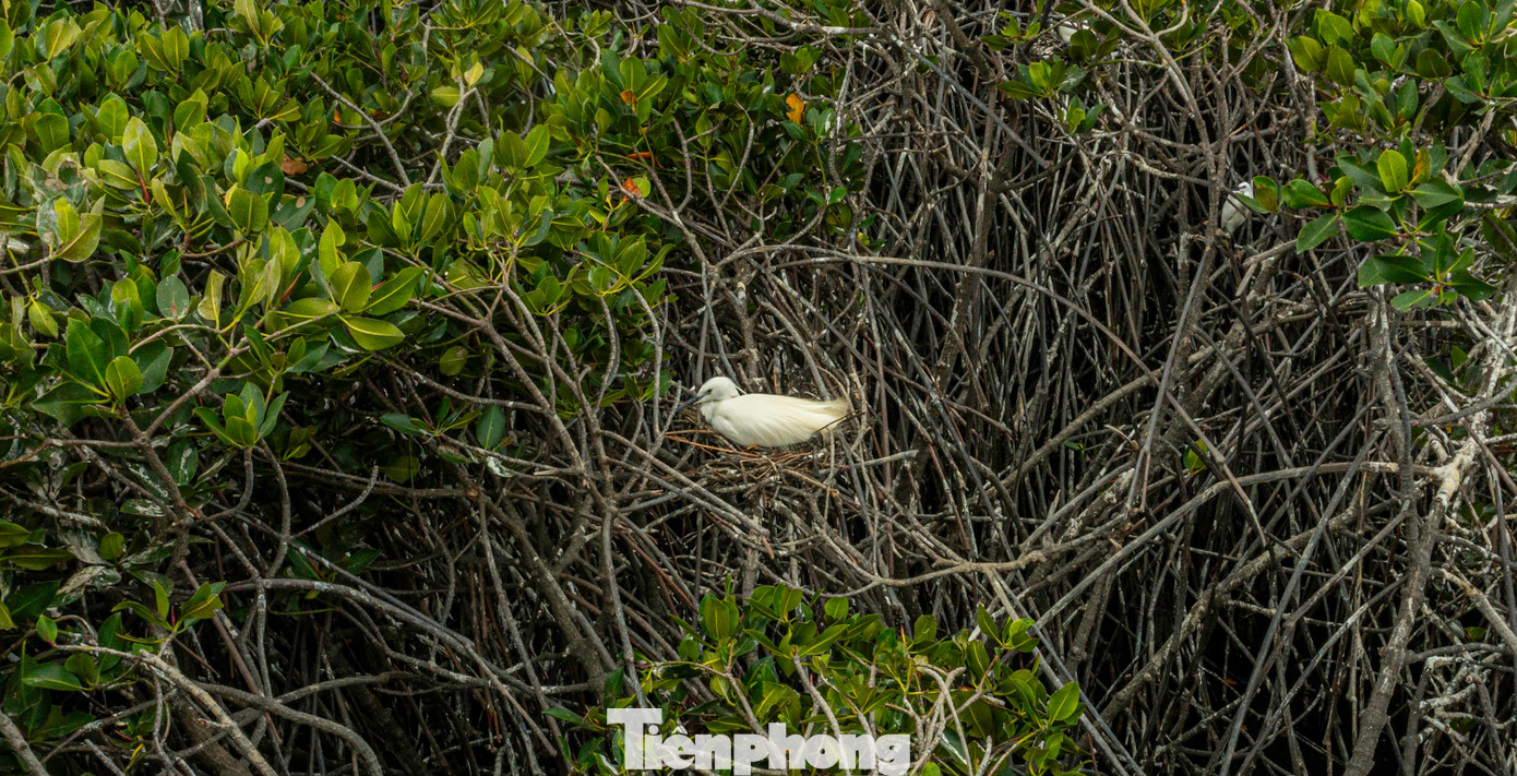 Chúng thường làm tổ ngay phần thân giữa rừng ngập mặn.