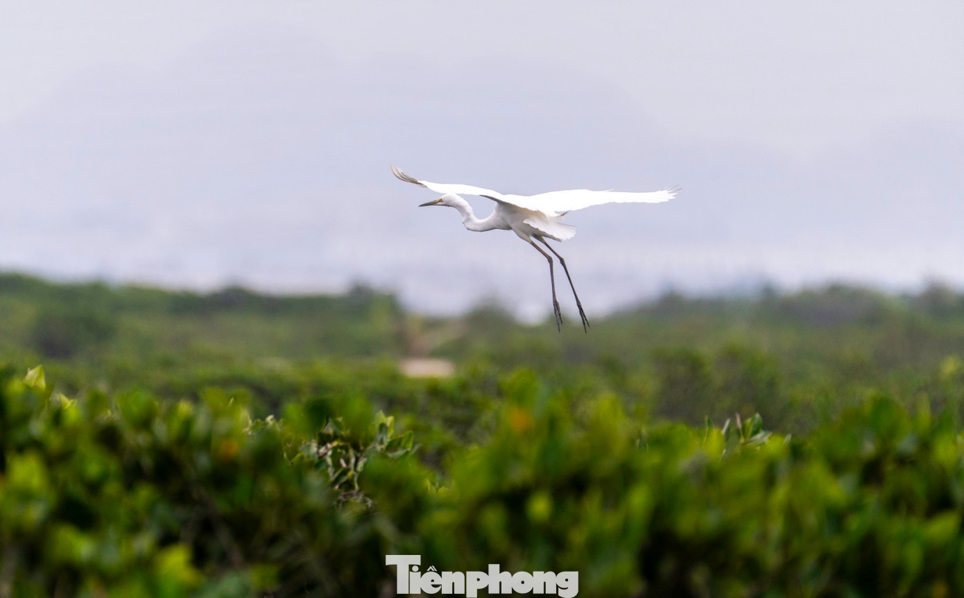 Theo một số chuyên gia , đặc tính của loài cò là xuất hiện ở nơi yên tĩnh, môi trường trong lành, có sẵn thức ăn.