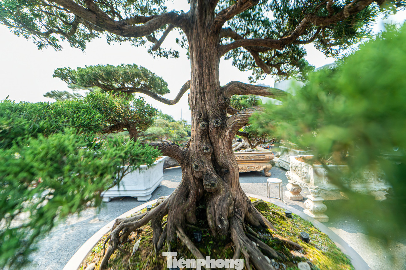 "Hai cây này có nguồn gốc từ thời Pháp, gốc cổ thụ, trong đó có một cây được khắc lũa mỗi cây cao tầm hơn 1 mét, được tạo dáng hình con cọp và con đại bàng tung cánh. Đây là hàng siêu phẩm nên cũng kén người mua vì còn phụ thuộc vào địa thế nhà nữa", đại diện nhà vườn Phương Châu, chủ hai cây tùng chia sẻ.