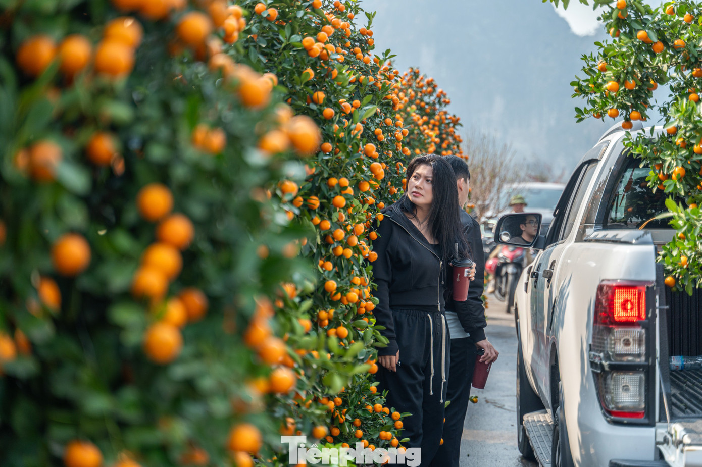 Tuy nhiên, những vườn có cây đào cổ thụ người đến xem và chụp ảnh là chính. Đa số vẫn lựa chọn cây quất cảnh và những cây đào nhỏ để về trưng tết.