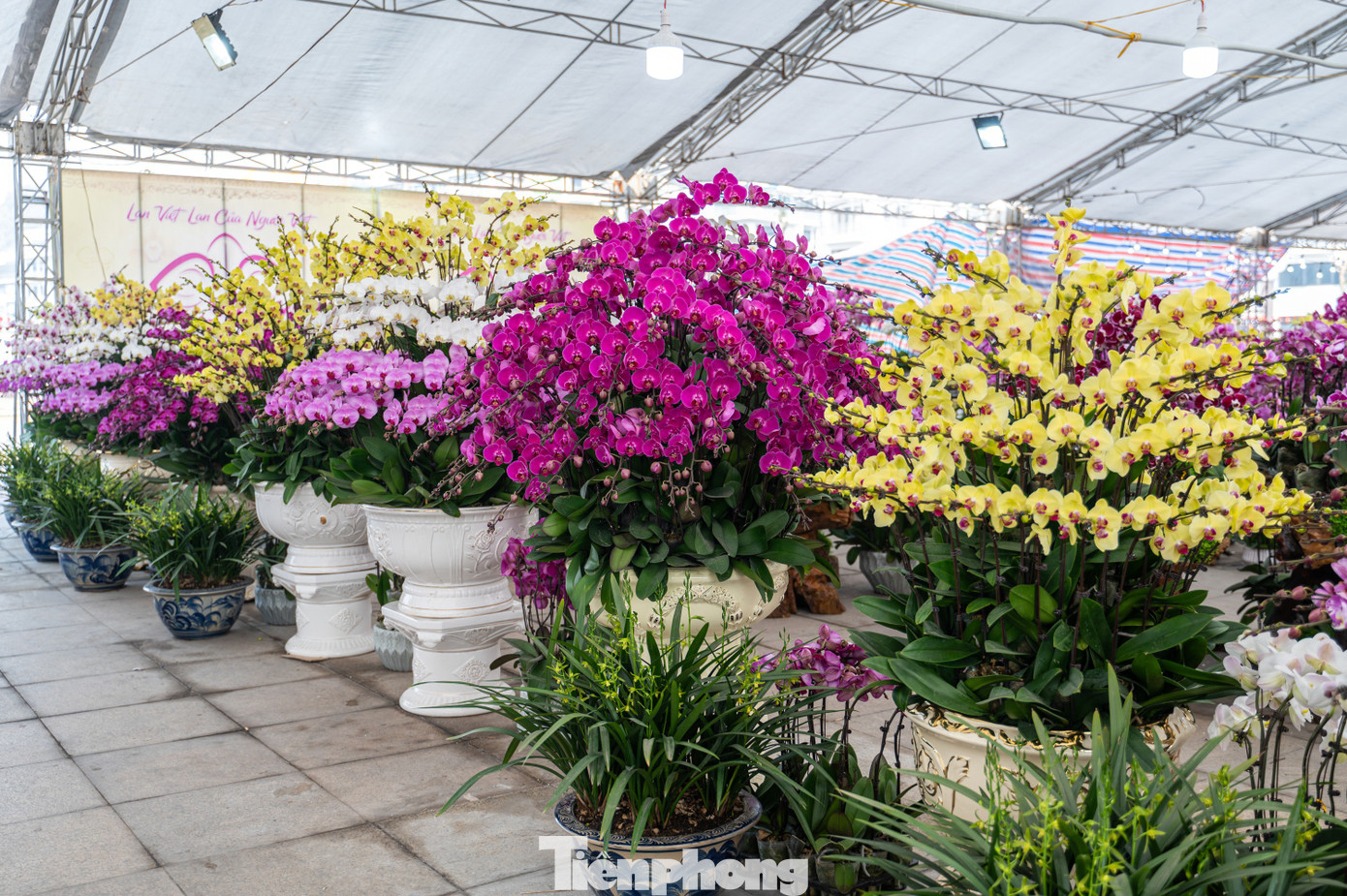 "Có người trả giá tôi 250 triệu nhưng tôi chưa bán. Hội chợ năm nay ở Quảng Ninh vườn lan của tôi có 2 điểm bán. Tôi đưa khoảng 15 nghìn cây, một số loại đi bằng máy bay ra đây để phục vụ người dân chơi Tết", chủ vườn lan chia sẻ.