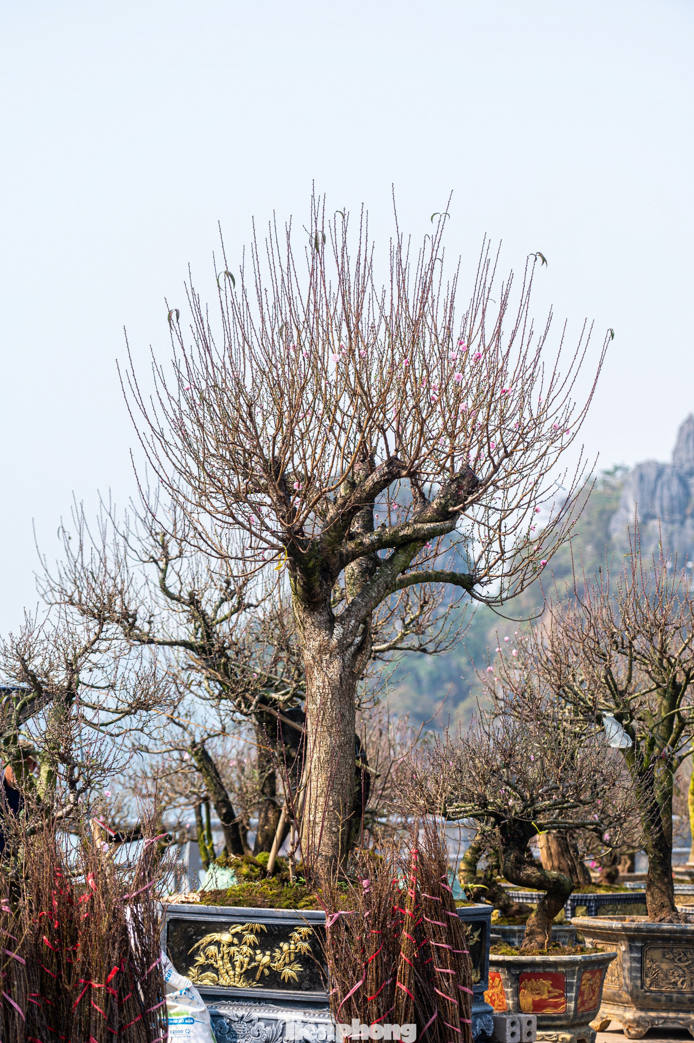 Ngoài ra, chợ hoa năm nay cũng xuất hiện nhiều chậu đào phai cánh kém cổ thụ. Những cây đào này được tạo dáng theo các hình thù lạ có giá bán đến hàng chục triệu một cây.