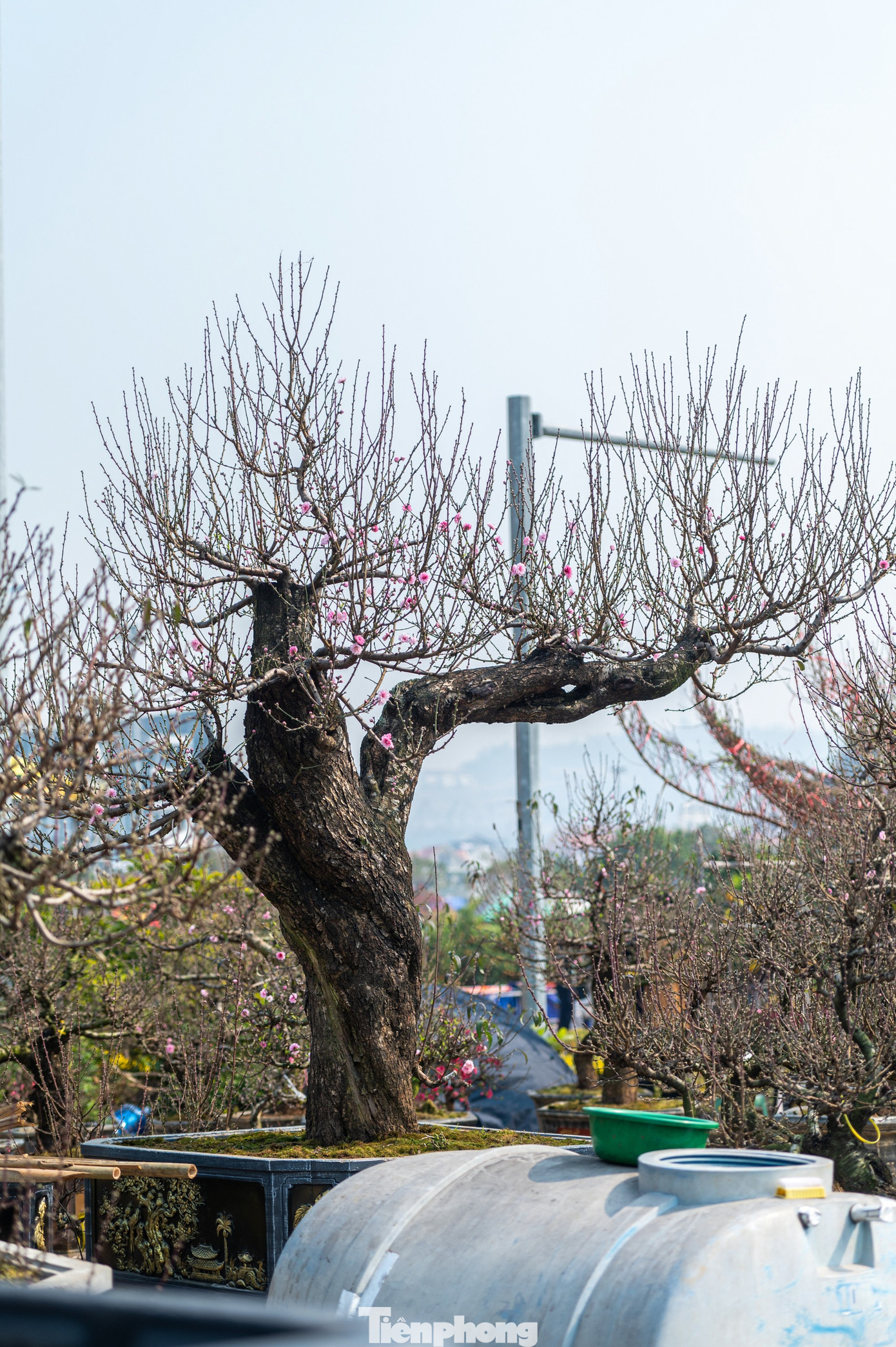 Ngoài ra, chợ hoa năm nay cũng xuất hiện nhiều chậu đào phai cánh kém cổ thụ. Những cây đào này được tạo dáng theo các hình thù lạ có giá bán đến hàng chục triệu một cây.