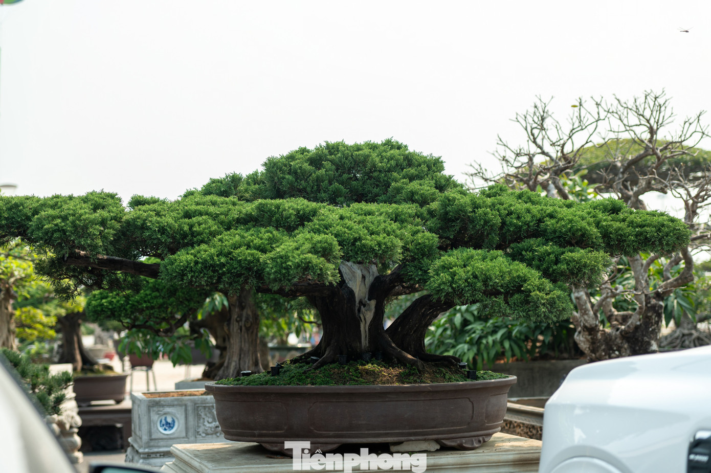 Điểm nhấn của chợ hoa xuân Hạ Long năm nay là cặp cây tùng bút được nhà vườn báo giá lần lượt 1,2 tỷ và 1,5 tỷ đồng. Theo chủ vườn cặp tùng này được vận chuyển bằng ôtô từ Lâm Đồng ra đây. Nhiều người dân ưa thích cây cảnh tỏ ra bất ngờ với mức giá của hai siêu phẩm này.