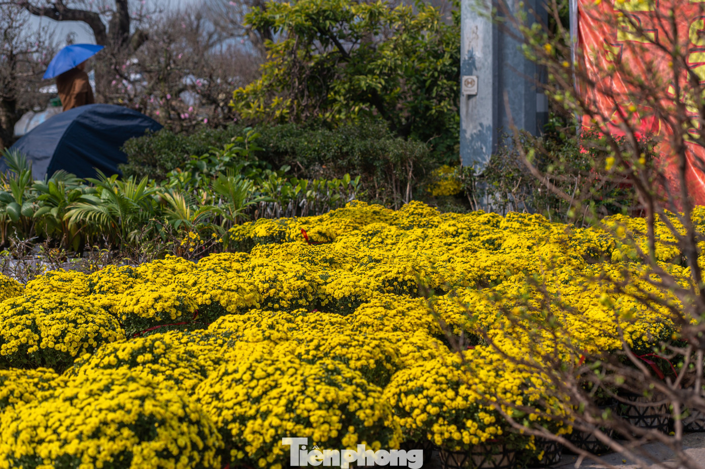 Các loại hoa truyền thống của hội chợ gồm mai vàng, đào, quất, cúc.... được tiểu thương tập kết từ nhiều ngày trước.