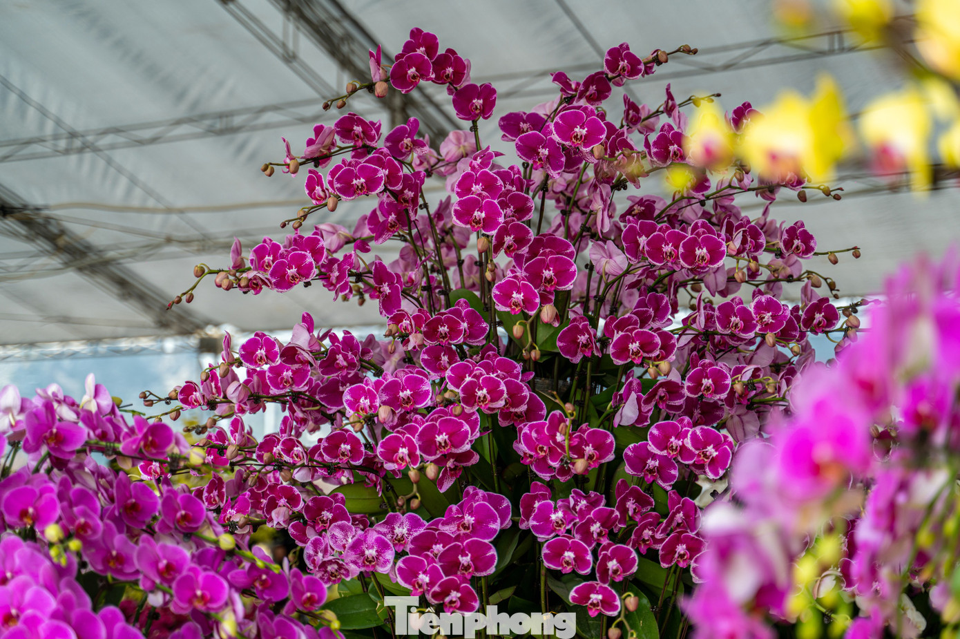 Năm nay do nhiều thuận lợi nên nhiều nhà vườn đã đưa nhiều giống lan về phục vụ người dân. Các tiểu thương bán lan ở hội chợ này chủ yếu nhập hàng từ Đà Lạt.
