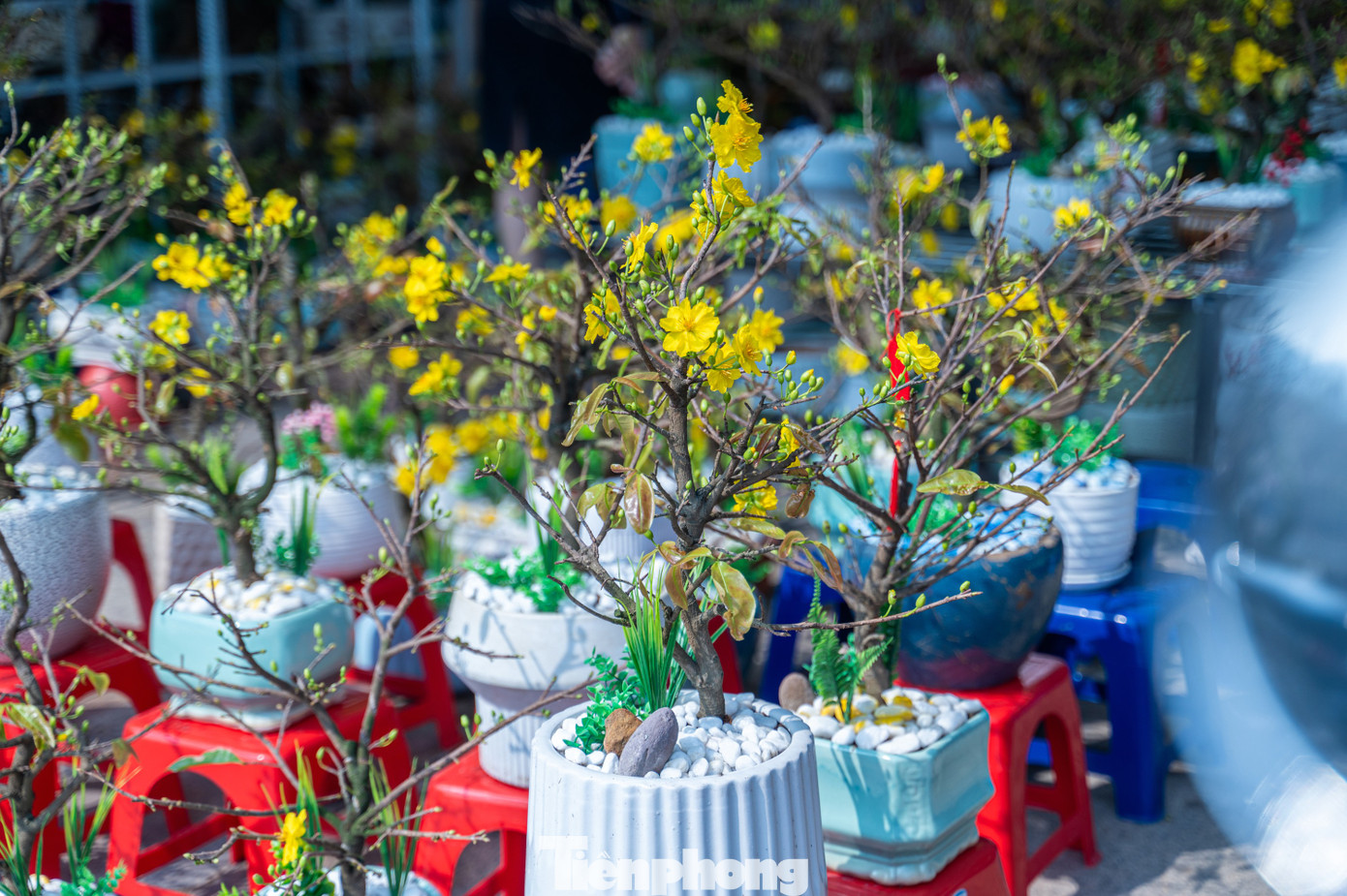Các loại hoa truyền thống của hội chợ gồm mai vàng, đào, quất, cúc.... được tiểu thương tập kết từ nhiều ngày trước.