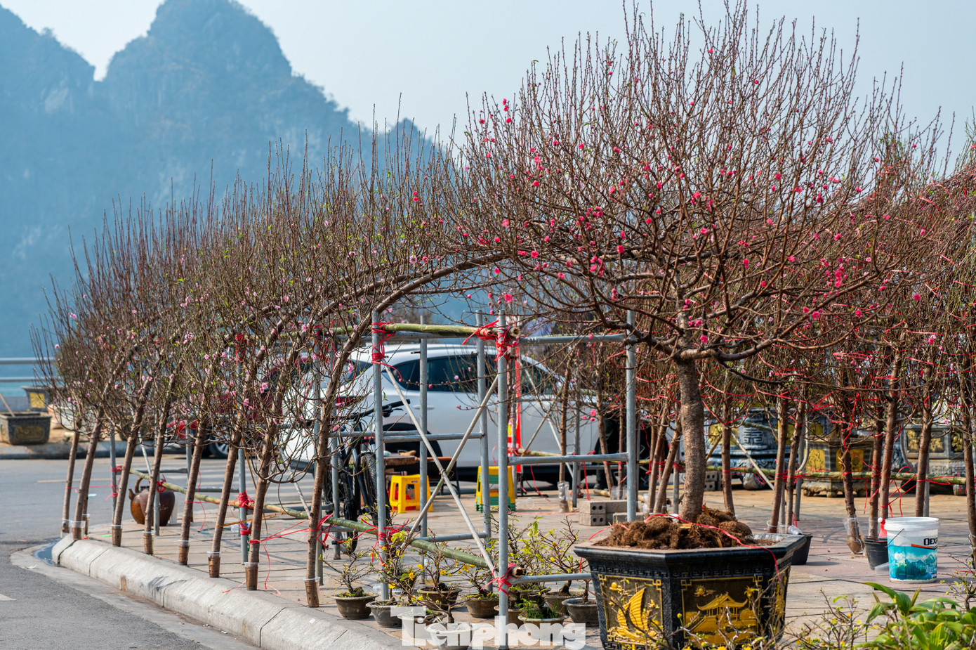 Các loại hoa truyền thống của hội chợ gồm mai vàng, đào, quất, cúc.... được tiểu thương tập kết từ nhiều ngày trước.