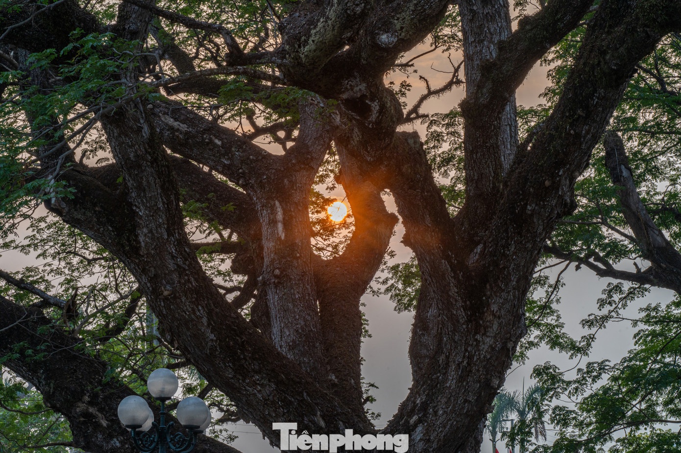 Trải qua sự biến thiên của tự nhiên và nhiều cuộc chiến tranh tàn phá nhưng hai cây lim Giếng Rừng vẫn vươn lên mạnh mẽ.