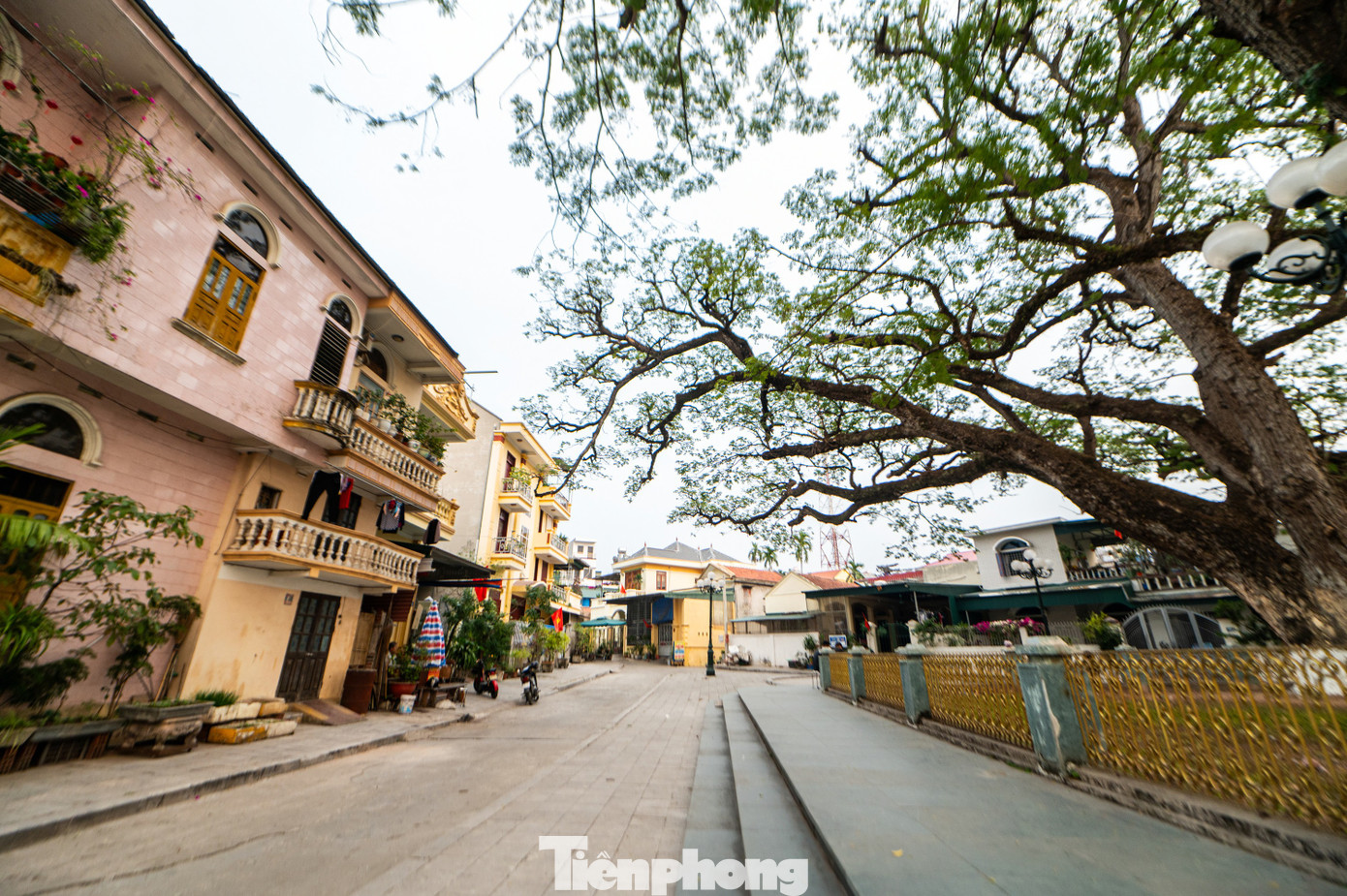 Trên cây, cành lá xum xuê, xanh tốt, tán lá vươn dài tới 20-25 m che bóng mát cho cả một khu phố xung quanh. Hai cây lim là minh chứng lịch sử hào hùng của quân, dân nhà Trần trên sông Bạch Đằng.