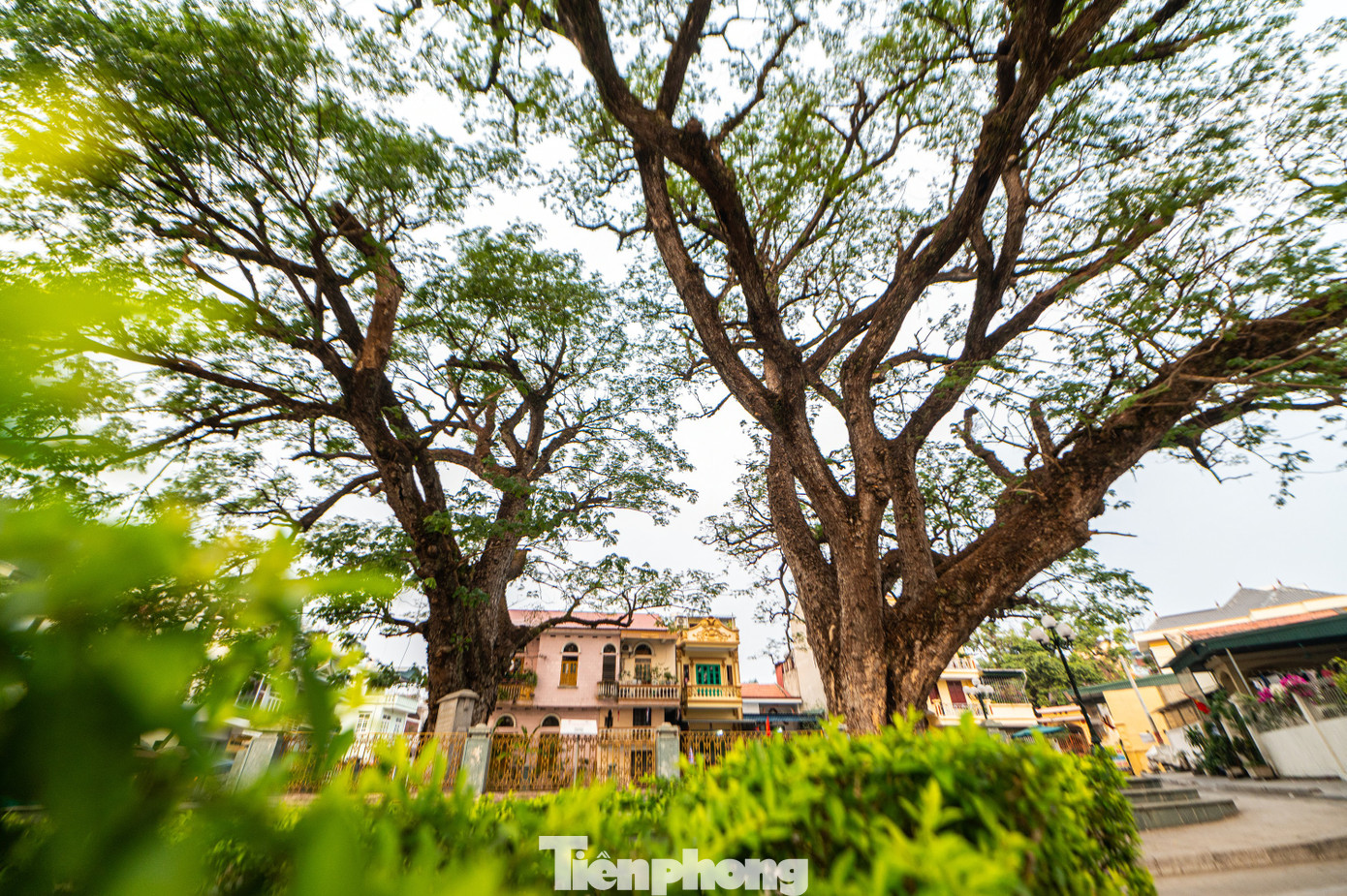 Cùng với việc chính quyền UBND thị xã Quảng Yên cải tạo khuôn viên xung quanh thành công viên cây xanh. Nhờ bóng mát của cây, nơi đây trở thành chỗ sinh hoạt cộng đồng, vui chơi của trẻ nhỏ và là nơi người già tập thể dục mỗi chiều.