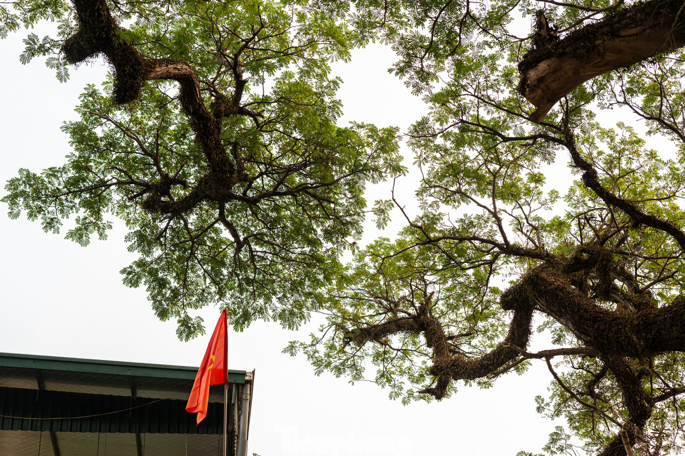 Trải qua sự biến thiên của tự nhiên và nhiều cuộc chiến tranh tàn phá nhưng hai cây lim Giếng Rừng vẫn vươn lên mạnh mẽ.