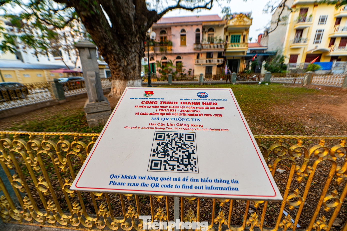 Năm 2024, nhân kỷ niệm 93 năm ngày thành lập Đoàn TNCS Hồ Chí Minh và chào mừng Đại hội Hội LHTN Việt Nam, Đoàn TNCS Hồ Chí Minh thị xã Quảng Yên phối hợp cùng Ban quản lý Di tích lịch sử quốc gia đặc biệt Bạch Đằng đã tổ chức cải tạo khuôn viên xung quanh hai cây lim và gắn bảng QR code chú thích giới thiệu tới người dân và khách du lịch về di tích lịch sử quốc gia hai cây lim Giếng Rừng.