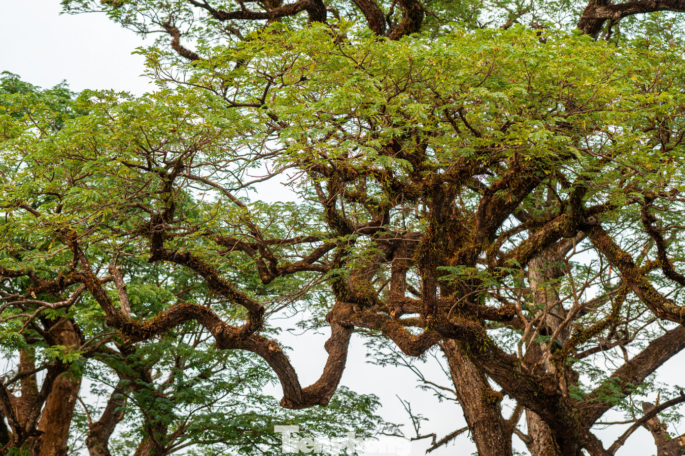 Trải qua sự biến thiên của tự nhiên và nhiều cuộc chiến tranh tàn phá nhưng hai cây lim Giếng Rừng vẫn vươn lên mạnh mẽ.