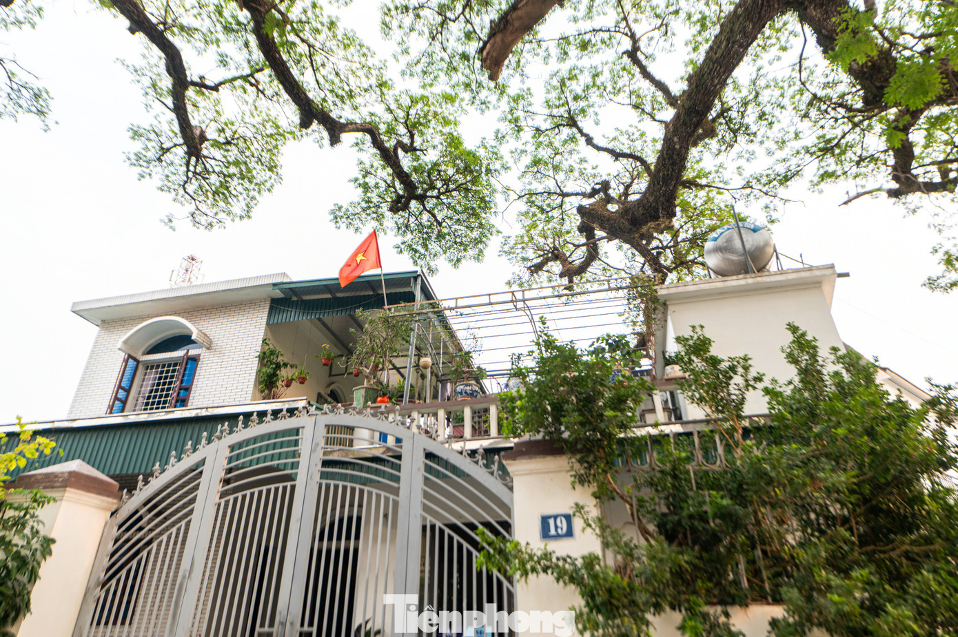 Trên cây, cành lá xum xuê, xanh tốt, tán lá vươn dài tới 20-25 m che bóng mát cho cả một khu phố xung quanh. Hai cây lim là minh chứng lịch sử hào hùng của quân, dân nhà Trần trên sông Bạch Đằng.