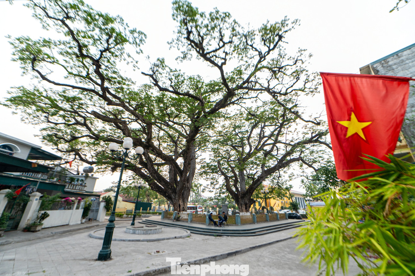 Đến thăm bãi cọc Bạch Đằng, các di tích gắn liền với chiến thắng Bạch Đằng như Đền thờ Trần Hưng Đạo, miếu Vua Bà, bãi cọc Yên Giang... và hai cây lim cổ thụ, du khách sẽ thấy câu chuyện lịch sử cách đây hơn 700 năm gần gũi với thực tế hơn, bóng dáng người xưa như vẫn còn đâu đây.