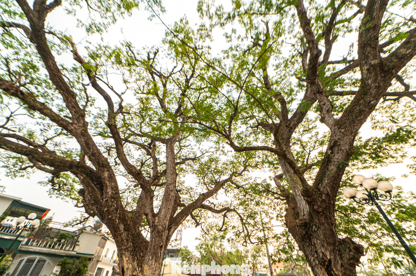 Tương truyền, năm 1288, trong cuộc kháng chiến chống quân Nguyên Mông, Trần Hưng Đạo cùng các tướng lĩnh nhà Trần đã cho chặt những cây lim to tại rừng lim từ Hải Dương đến Quảng Ninh có độ dài trung bình 2m-2,8m có cây dài tới 3,2m, đường kính từ 20-25 cm, vót nhọn đầu, bịt sắt sau đó cắm xuống sông Bạch Đằng đánh tan đạo quân hùng mạnh từ phương Bắc tới.