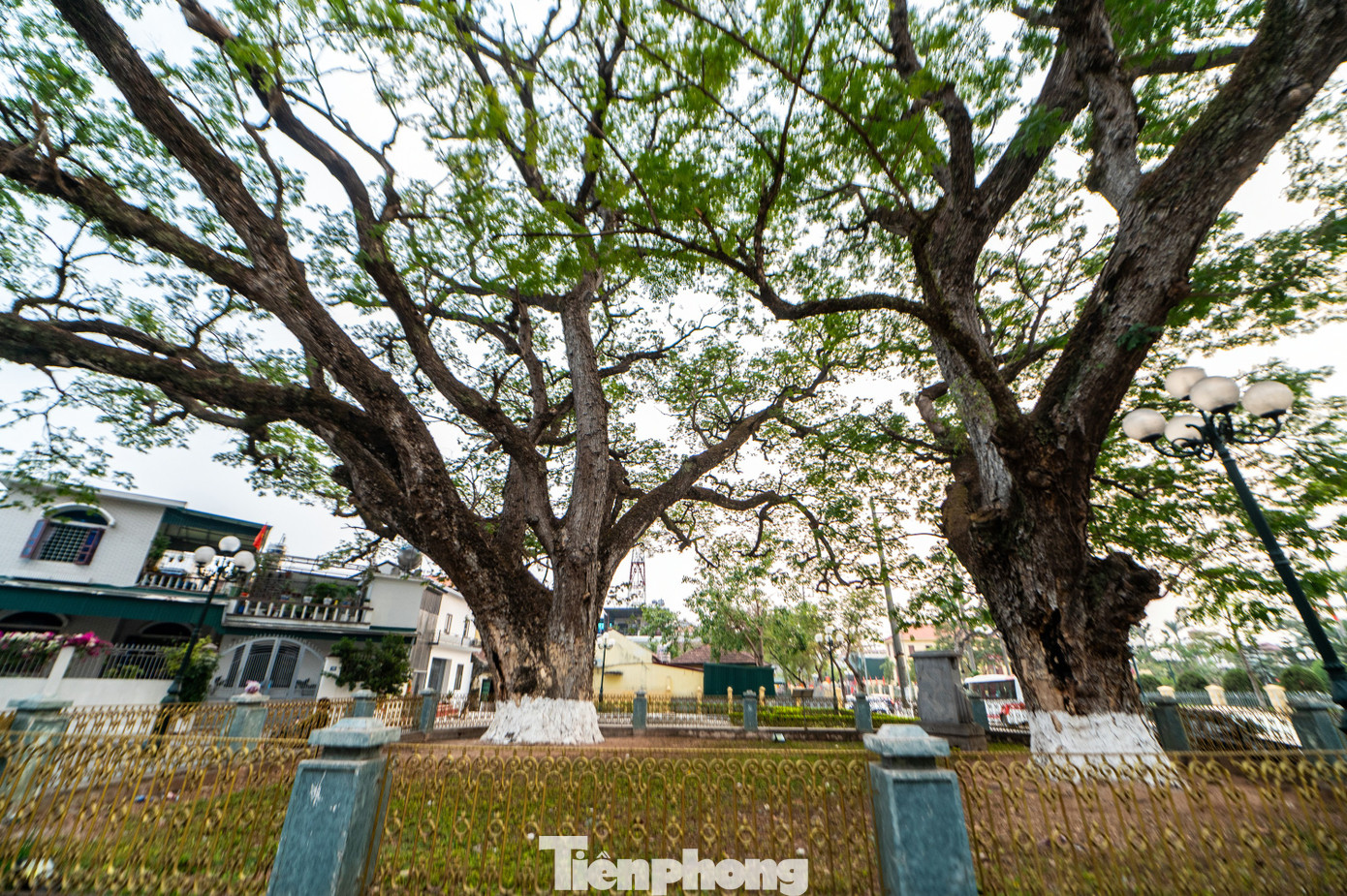 Hai cây lim Giếng Rừng nằm dưới chân núi Tiên Sơn, thuộc khu 5 phường Quảng Yên, thị xã Quảng Yên, tỉnh Quảng Ninh.