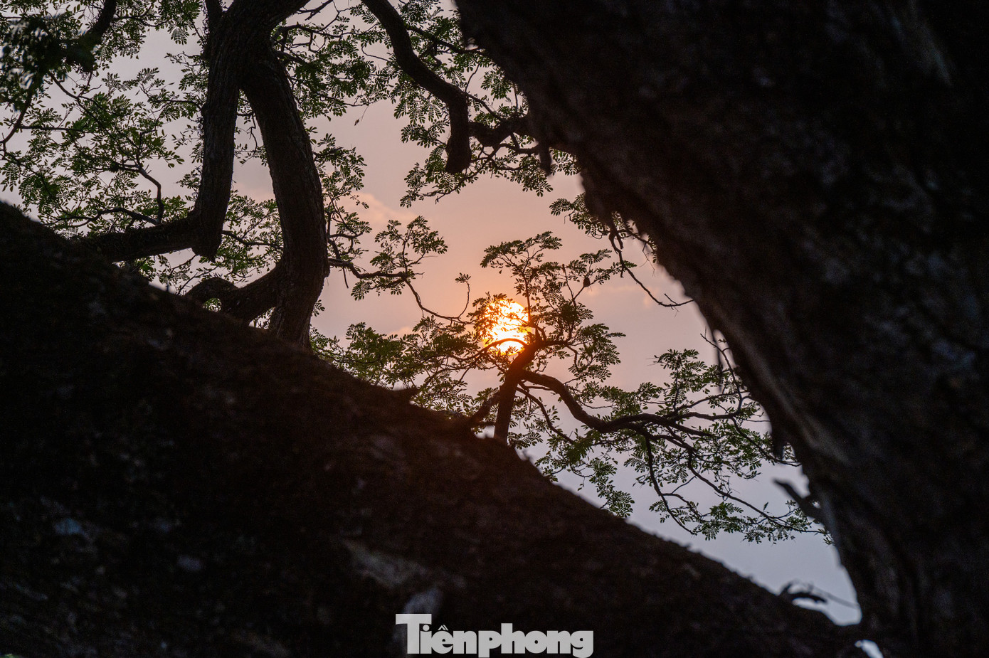 Trải qua sự biến thiên của tự nhiên và nhiều cuộc chiến tranh tàn phá nhưng hai cây lim Giếng Rừng vẫn vươn lên mạnh mẽ.