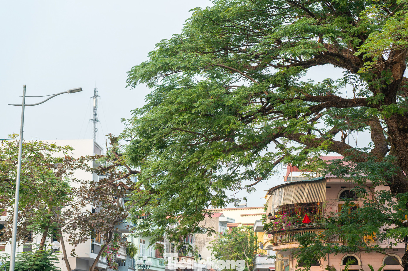 Năm 2008 và 2011, hai cây lim có biểu hiện khô lá do đợt rét kỷ lục. Thị xã Quảng Yên mời chuyên gia về cứu cây bằng cách cắt tỉa cành khô, tưới hoá chất sinh trưởng và bổ sung chất dinh dưỡng. Sau đó, hai cây lim đã phục hồi thần kỳ, cành lá mọc xum xuê.