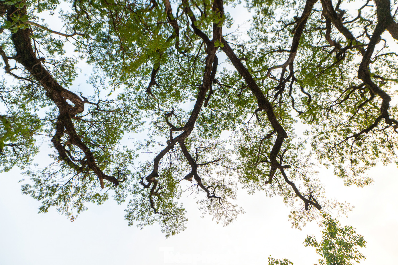 Trên cây, cành lá xum xuê, xanh tốt, tán lá vươn dài tới 20-25 m che bóng mát cho cả một khu phố xung quanh. Hai cây lim là minh chứng lịch sử hào hùng của quân, dân nhà Trần trên sông Bạch Đằng.