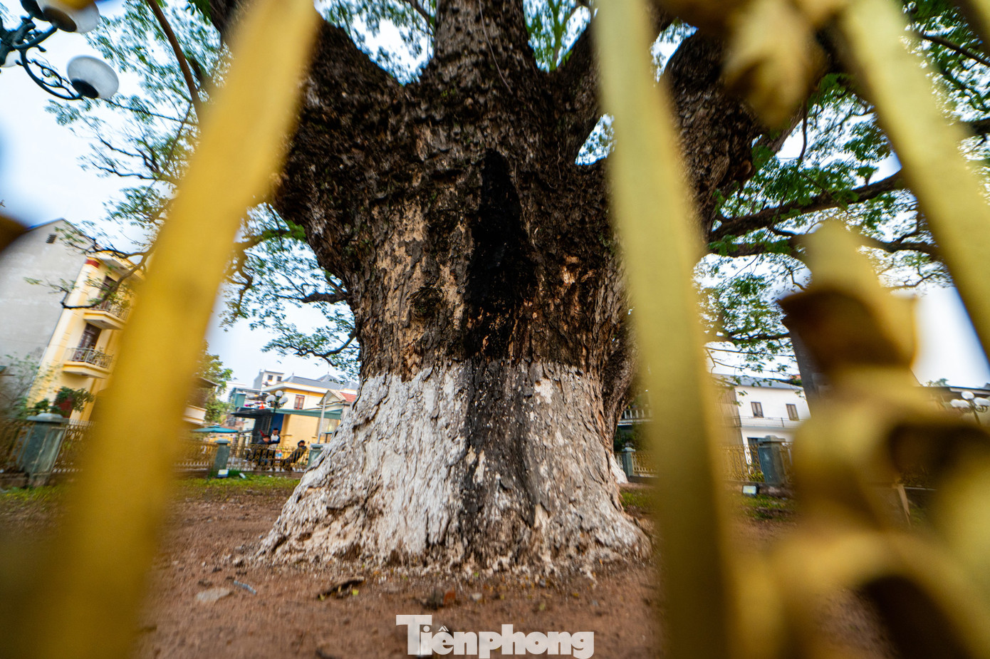 Hai cây lim có chiều cao khoảng 30 m, chu vi gốc 5,5-7,2 m, phần thân chính cao khoảng 6 m.