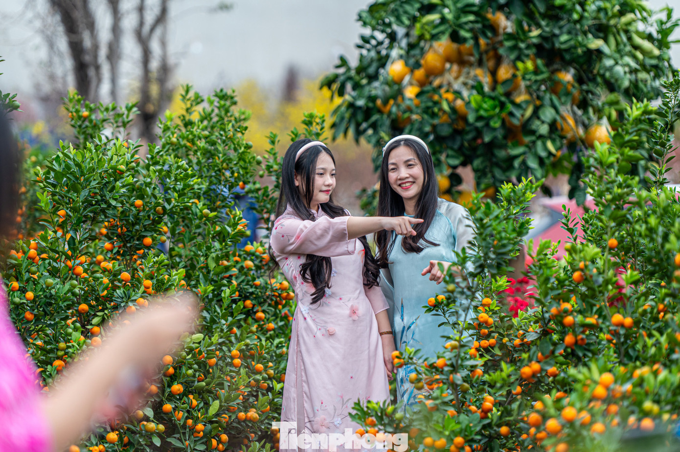 Ghi nhận của PV báo Tiền Phong, các gian hàng cây cảnh như đào, quất, mai vàng là nơi thu hút được nhiều bạn trẻ tới chụp ảnh.