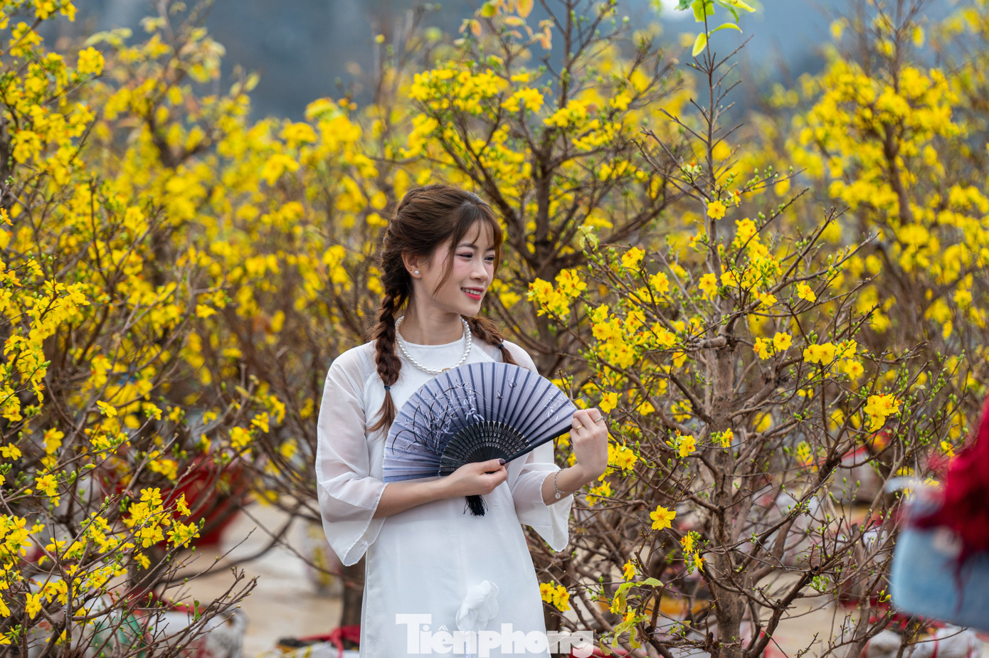 Ghi nhận của PV báo Tiền Phong, các gian hàng cây cảnh như đào, quất, mai vàng là nơi thu hút được nhiều bạn trẻ tới chụp ảnh.