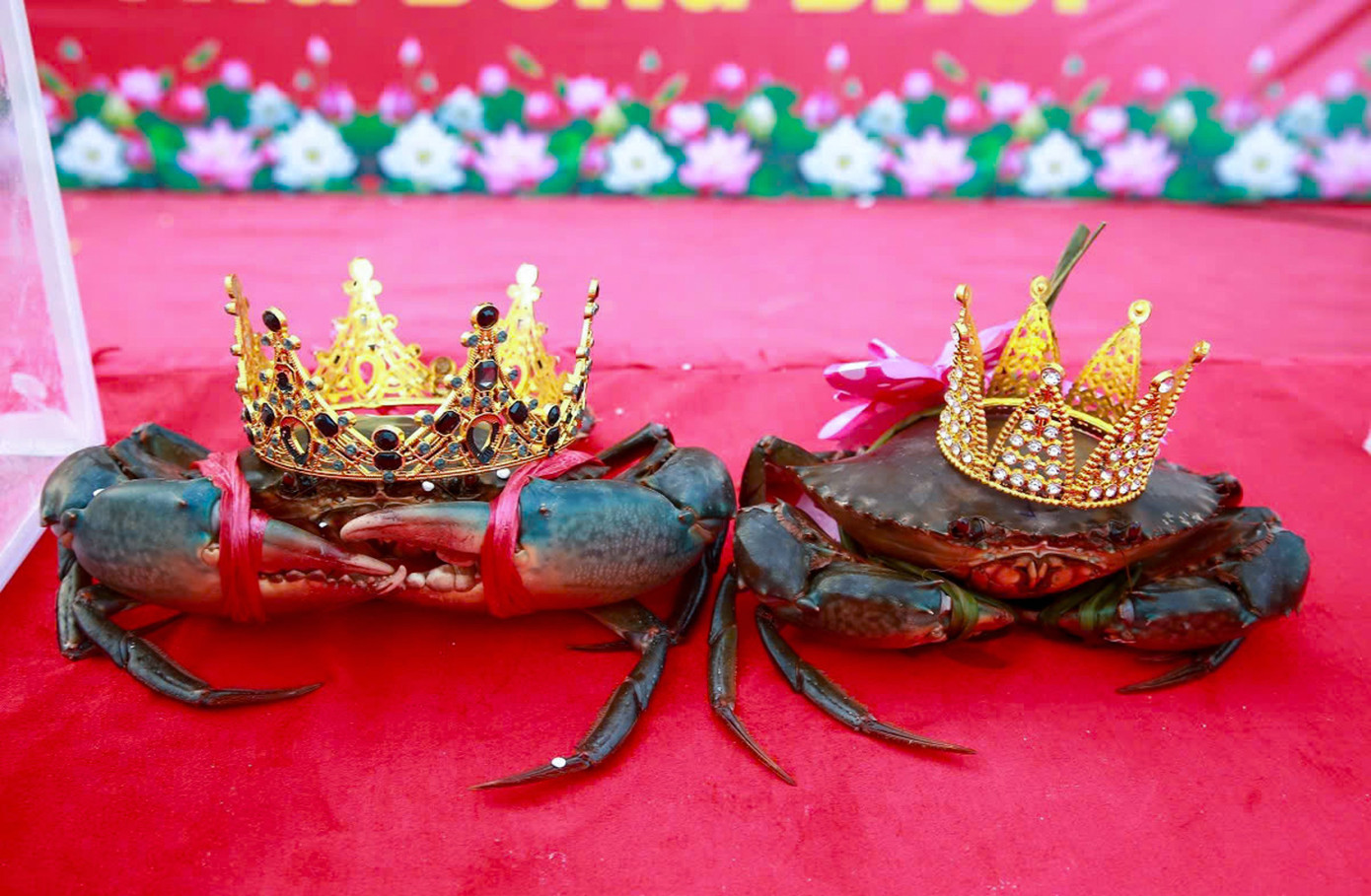 Những chú cua được giải đều được ban tổ chức trao vương miện và vinh danh như những cuộc thi hoa hậu.