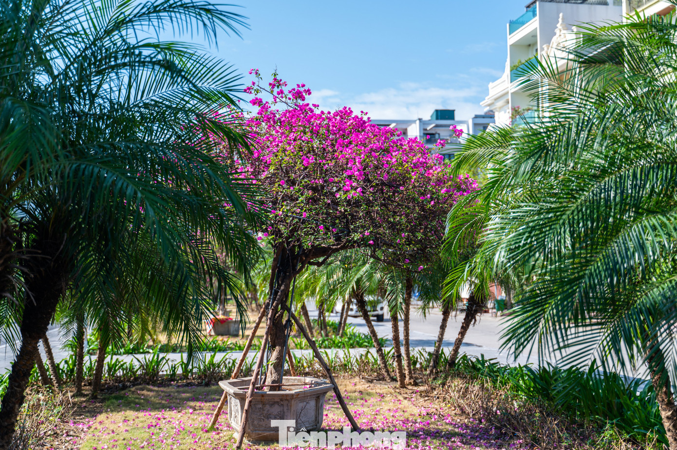 Hệ thống cây xanh được lựa chọn cẩn thận, phù hợp với điều kiện thời tiết và khí hậu của TP Hạ Long và đồng bộ với đề án thành phố hoa của Hạ Long như hồng lộc, tùng phát, huỳnh liên, mai vạn phúc, hoa giấy...cao 1,5 - 2m, kết hợp với các loại hoa tầm thấp bao quanh tạo điểm nhấn.