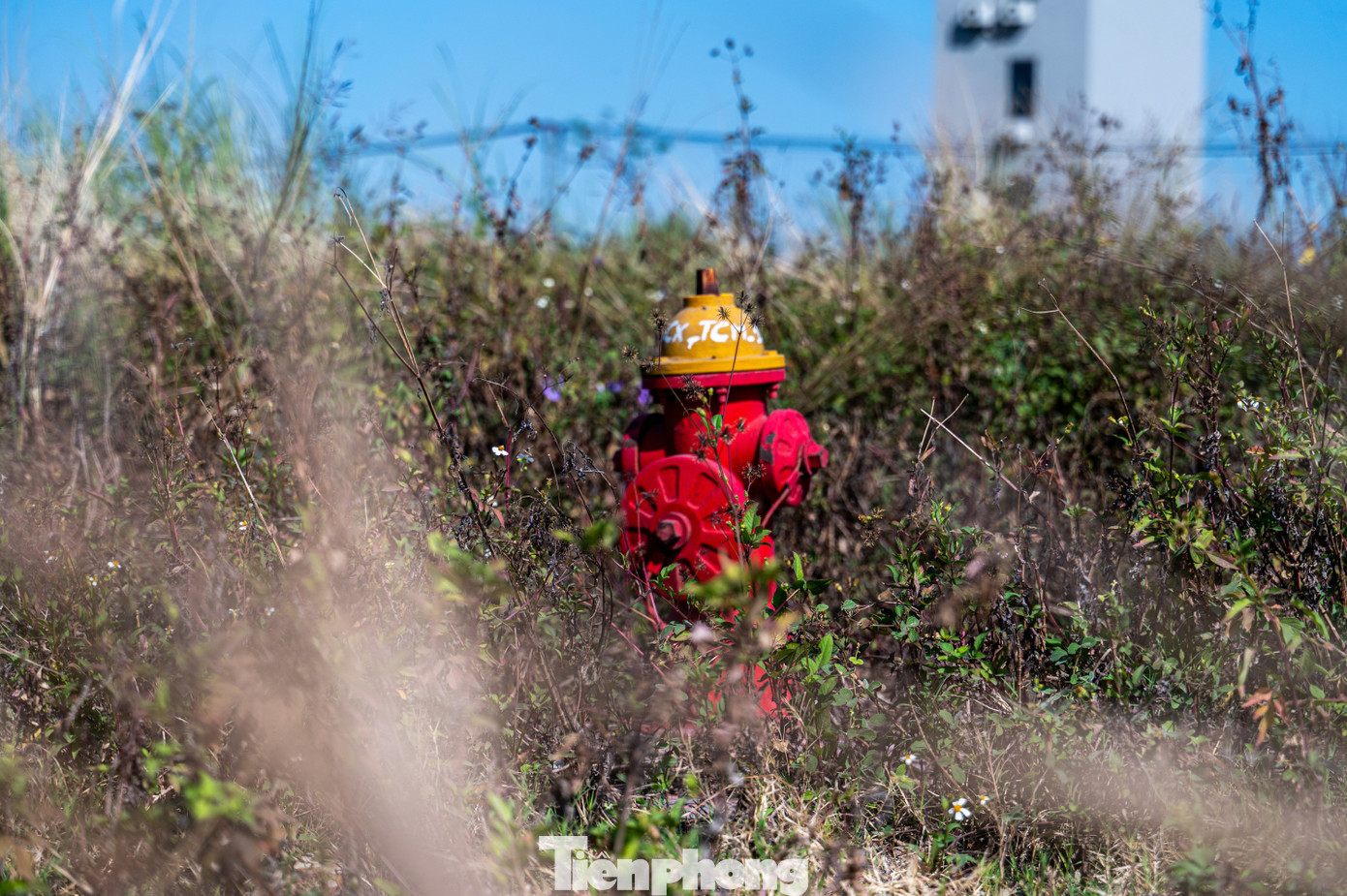 Toàn bộ khu đất phía trong và vỉa hè bị cỏ mọc bao phủ. Ngoài ra, do không có người trông coi nên tình trạng một số phương tiện chở rác thải xây dựng vào đổ trộm gây mất mỹ quan đô thị.
