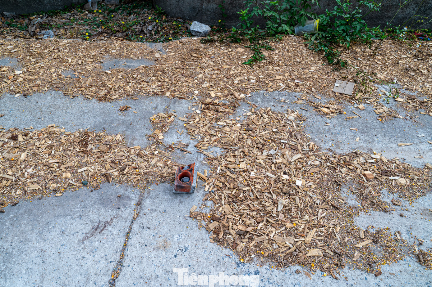 Càng vào gần khu vực tập kết dăm gỗ tại Khu công nghiệp Cái Lân và cảng Cái Lân, lượng dăm gỗ rơi vãi trên đường càng nhiều hơn.