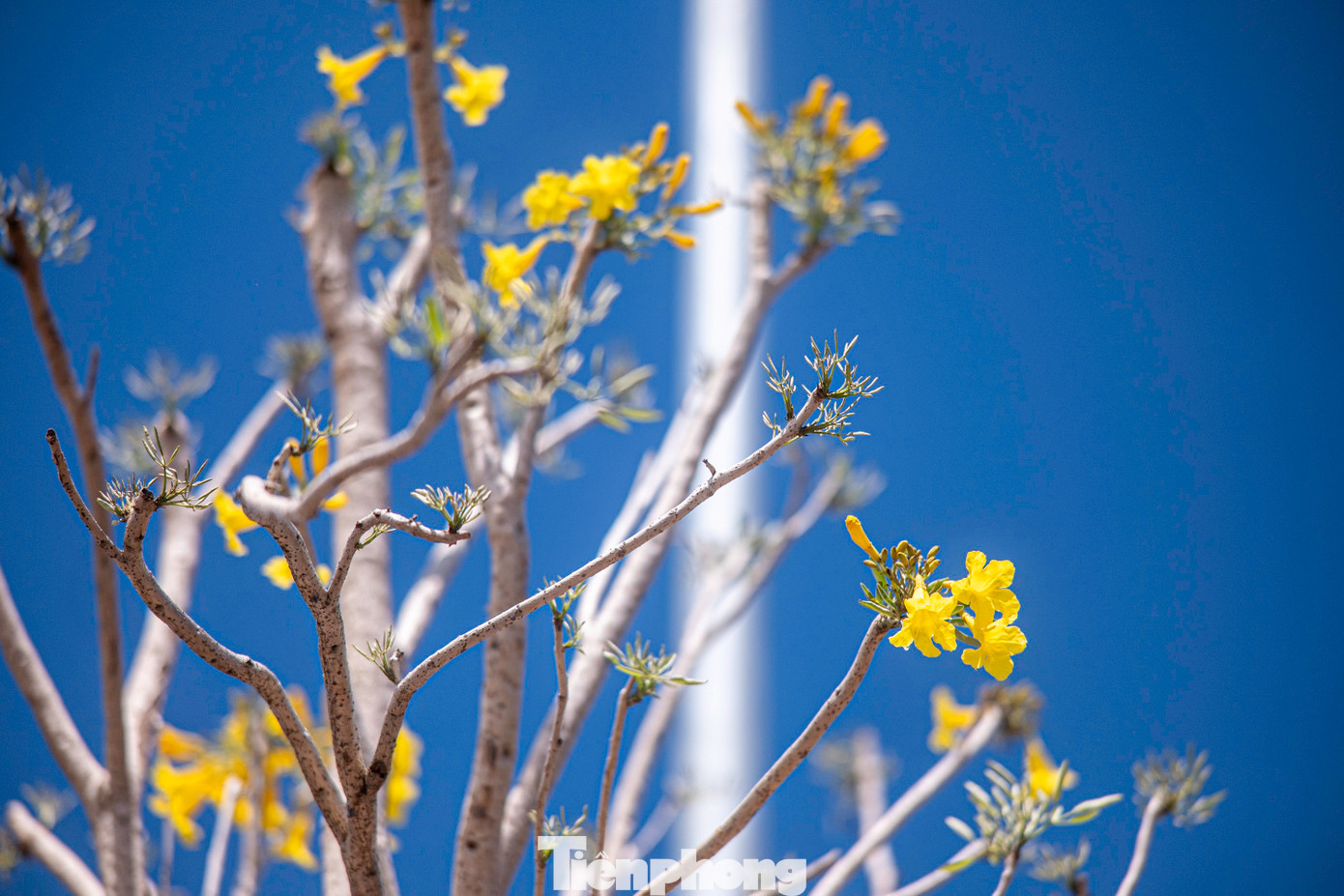 Hệ thống cây xanh tạo cảnh quan được trồng.