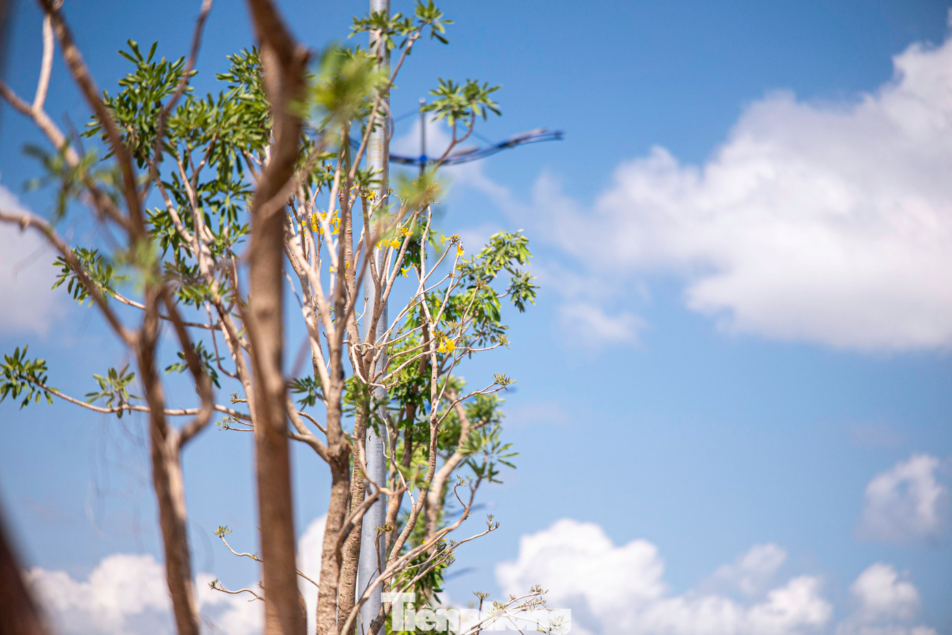 Hệ thống cây xanh tạo cảnh quan được trồng.