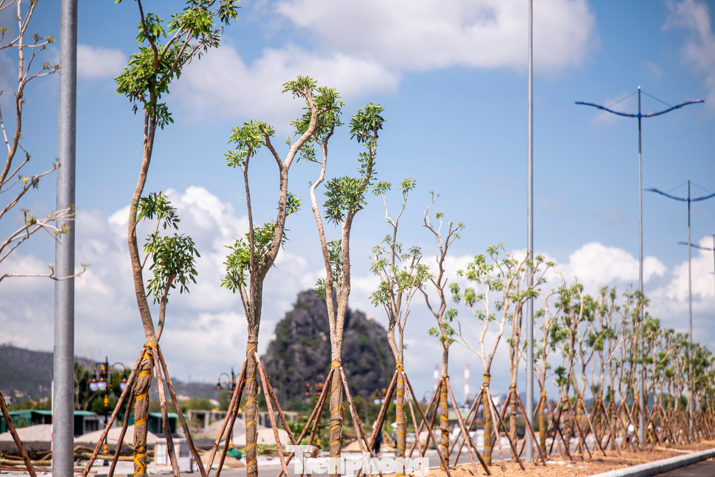 Hệ thống cây xanh tạo cảnh quan được trồng.