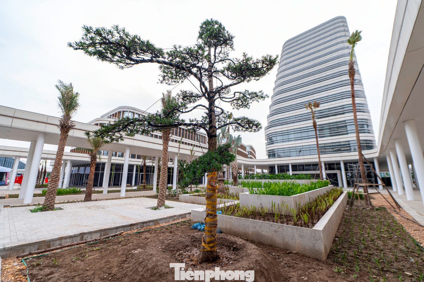 Cây xanh được trồng xung quanh khuôn viên các tòa nhà để tạo cảnh quan, bóng mát và giúp không gian được xanh hơn.