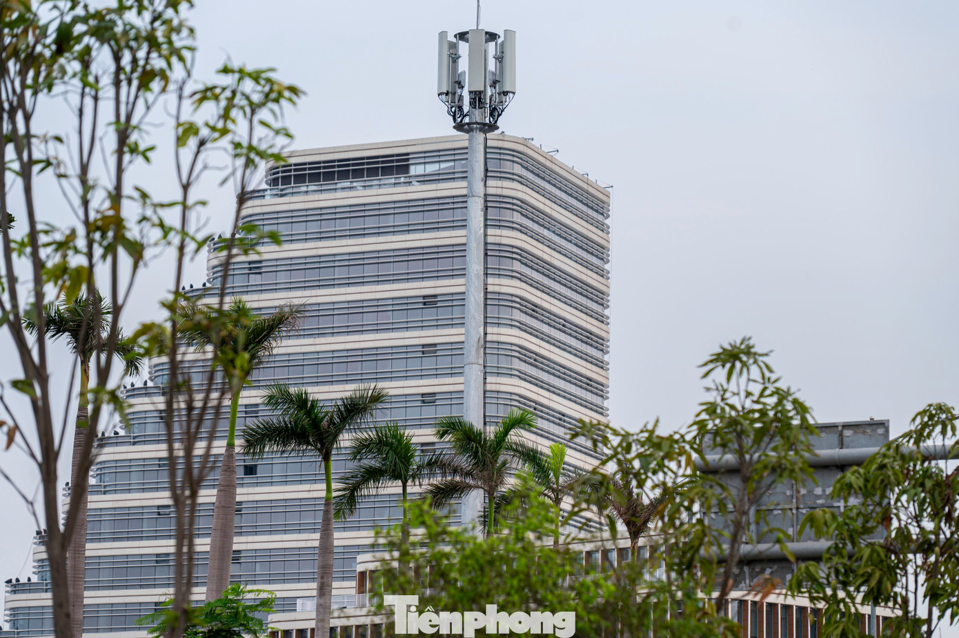 Cây xanh được trồng xung quanh khuôn viên các tòa nhà để tạo cảnh quan, bóng mát và giúp không gian được xanh hơn.