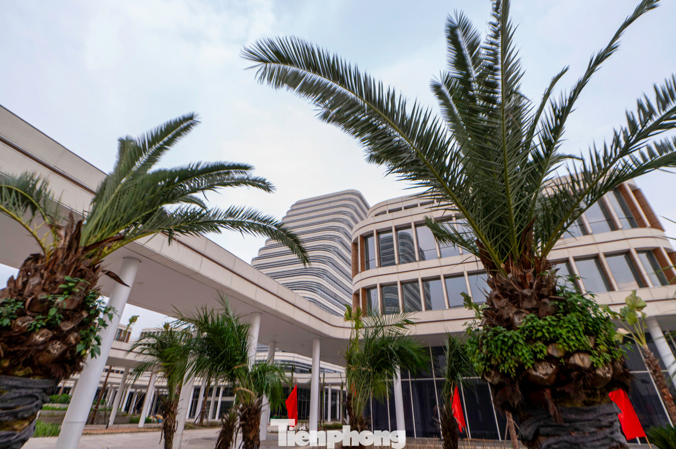 Cây xanh được trồng xung quanh khuôn viên các tòa nhà để tạo cảnh quan, bóng mát và giúp không gian được xanh hơn.