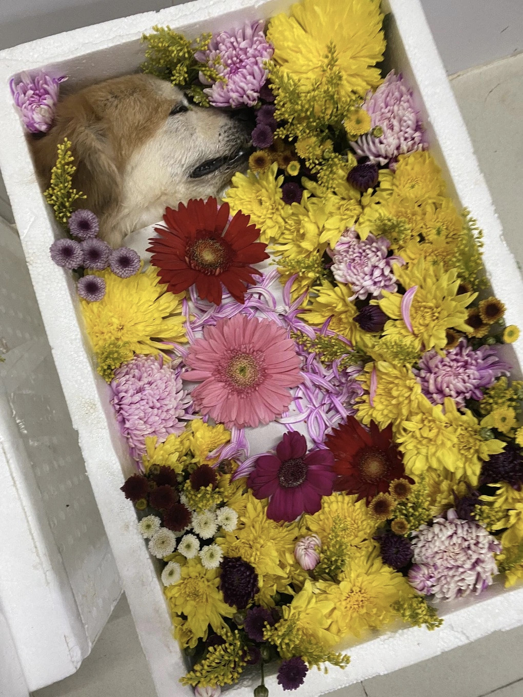 Chú chó mà chị Ca nuôi hơn 13 năm được mai táng chỉn chu (Ảnh: Nhân vật cung cấp).