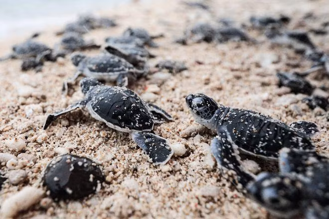 Ảnh: IUCN. Ảnh: IUCN.