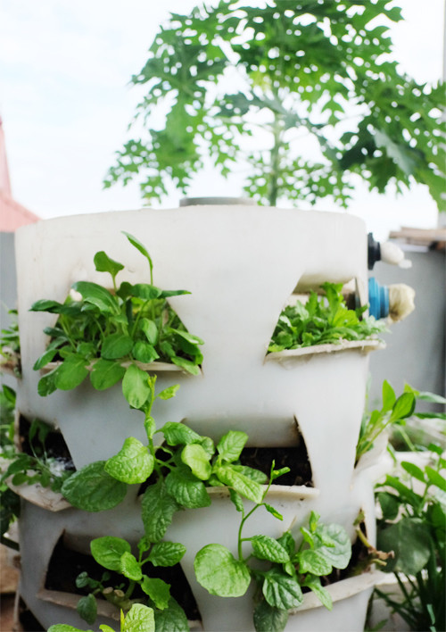 Trồng rau xanh kết hợp nuôi cá trên sân thượng ở Thủ đô ảnh 6