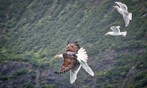 Đàn mòng biển hợp sức tấn công đại bàng để cứu bạn ảnh 1