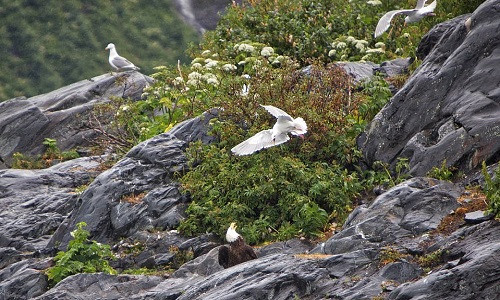 Đàn mòng biển hợp sức tấn công đại bàng để cứu bạn ảnh 2