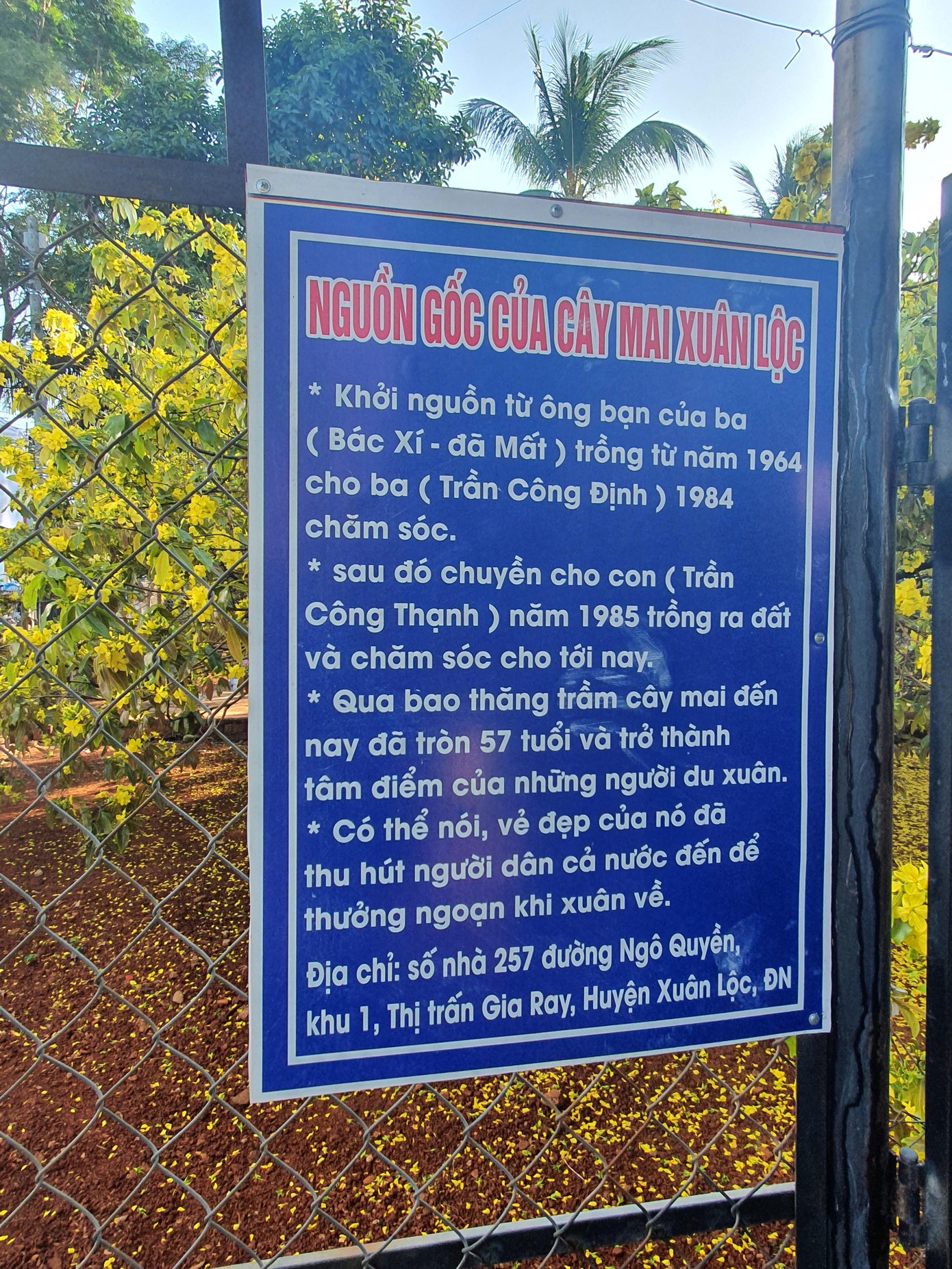 Thông tin về cây mai "khủng" ở Đồng Nai Thông tin về cây mai "khủng" ở Đồng Nai