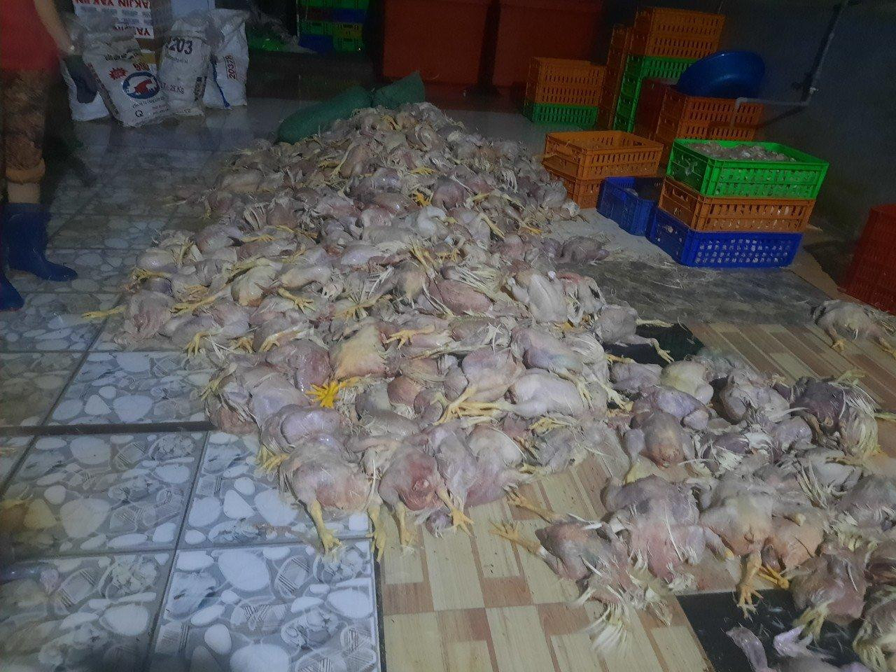 Gà chết sơ chế vứt trên sàn nhà