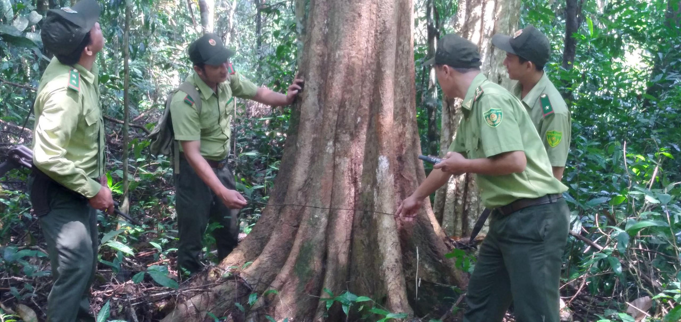 Hàng trăm ha cây rừng đang được bảo tồn Hàng trăm ha cây rừng đang được bảo tồn