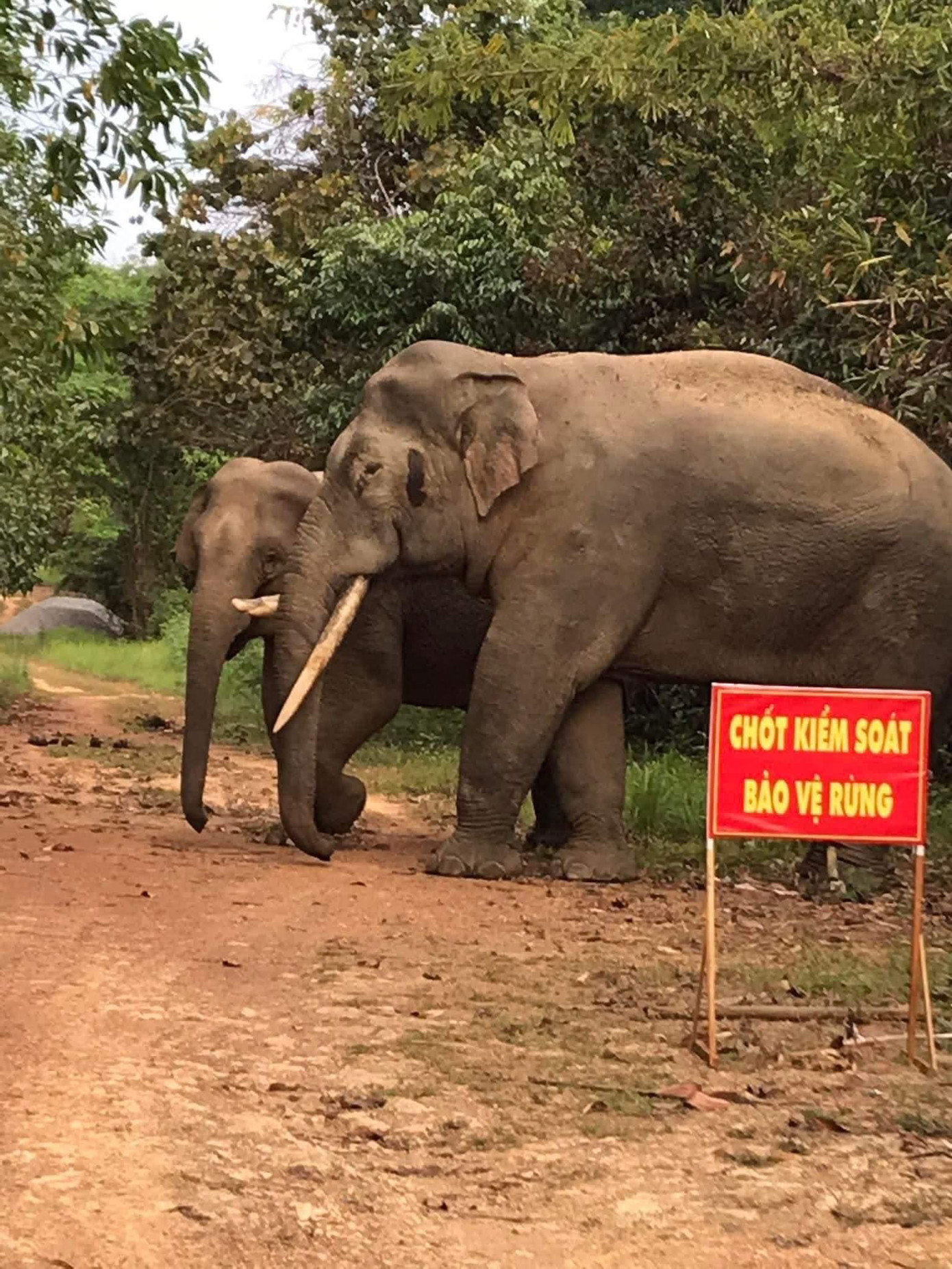 Đàn voi rừng thường xuyên xuất hiện Đàn voi rừng thường xuyên xuất hiện