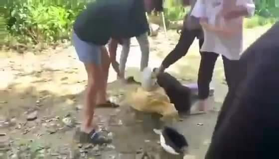 Một nữ sinh bị hành hung Một nữ sinh bị hành hung