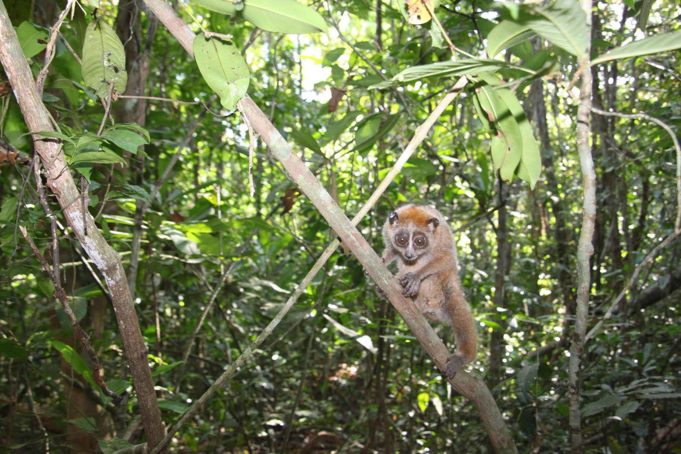 Nhiều động vật quý hiếm khác được ghi nhận ở rừng Mã Đà Nhiều động vật quý hiếm khác được ghi nhận ở rừng Mã Đà